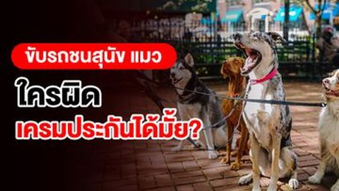 ขับรถชนสุนัข แมว ใครผิด เคลมประกันได้มั้ย?