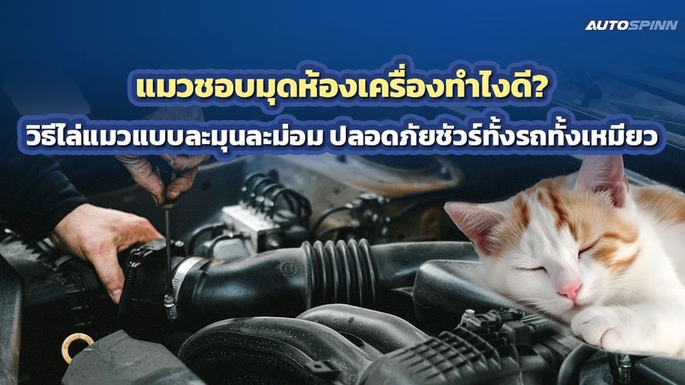 แมวชอบมุดห้องเครื่องทำไงดี? วิธีไล่แมวแบบละมุนละม่อม ปลอดภัยชัวร์ทั้งรถทั้งเหมียว