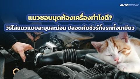 แมวชอบมุดห้องเครื่องทำไงดี? วิธีไล่แมวแบบละมุนละม่อม ปลอดภัยชัวร์ทั้งรถทั้งเหมียว
