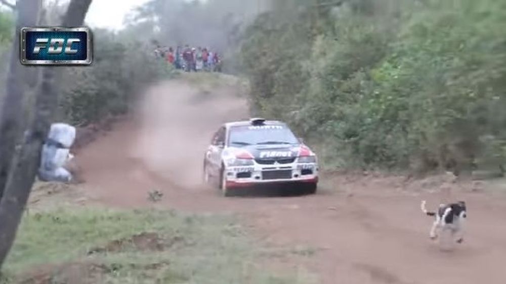 Loaded Dog Rally น้องหมา 9 ชีวิต! คลิกชมวีดีโอรถแข่งแรลลี่ปะทะน้องหมาที่โชคดีที่สุดในโลก ...